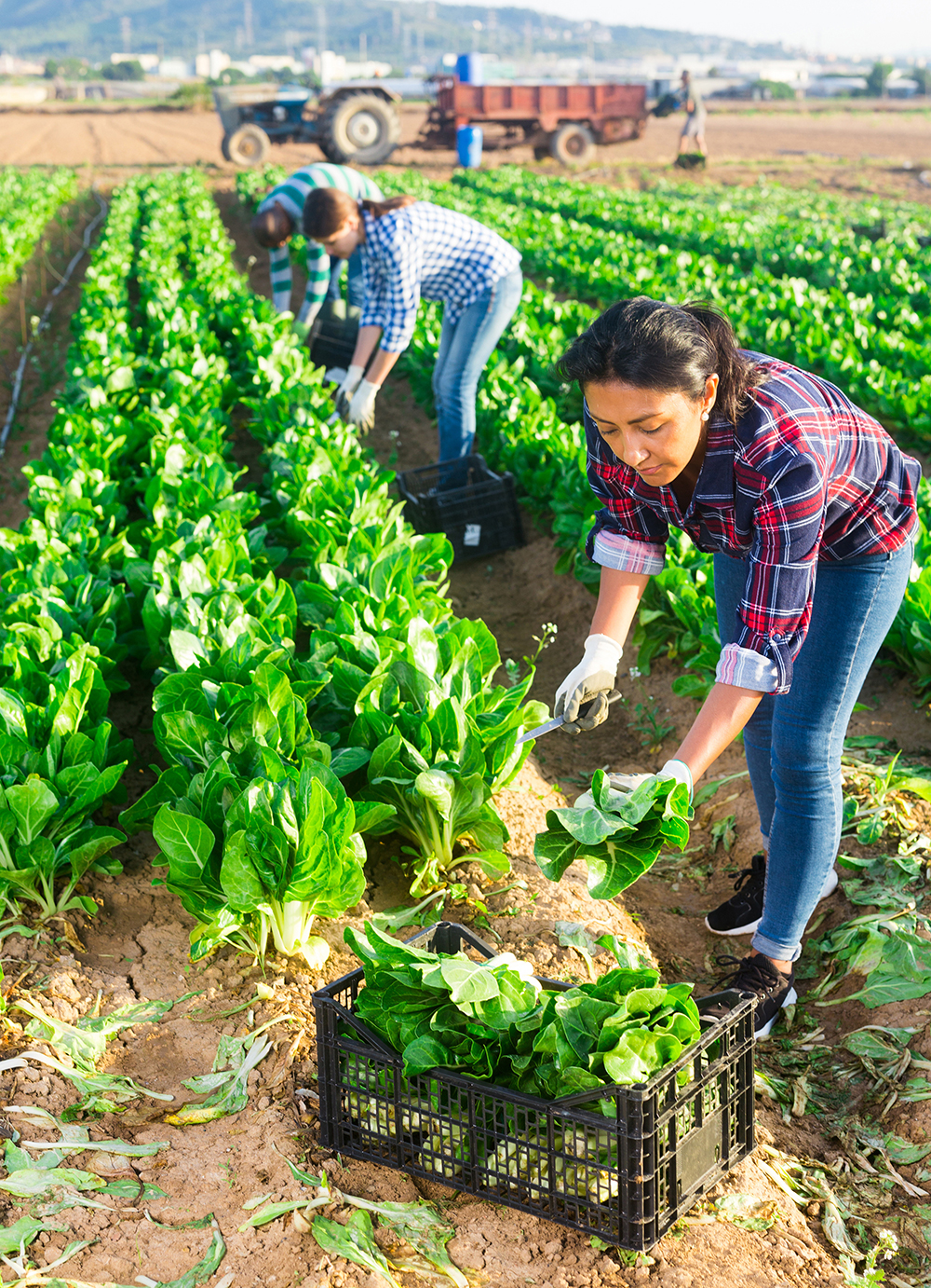 vertical-farmer Female worker sorting and cleans mangold on farm.
